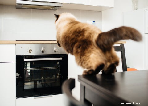 Effective Strategies to Keep Cats Off Your Kitchen Counter