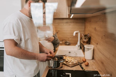Effective Strategies to Keep Cats Off Your Kitchen Counter