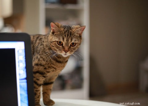 Effective Strategies to Keep Cats Off Your Kitchen Counter