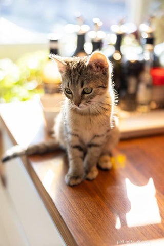 Effective Strategies to Keep Cats Off Your Kitchen Counter
