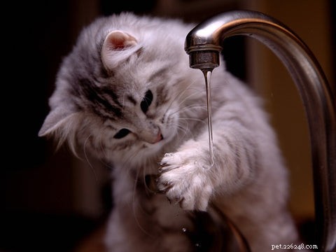 Effective Strategies to Keep Cats Off Your Kitchen Counter