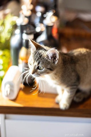 Effective Strategies to Keep Cats Off Your Kitchen Counter