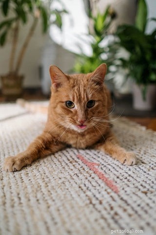 10 Fascinating Facts About Orange Cats You Didn t Know