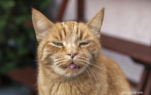 10 Fascinating Facts About Orange Cats You Didn t Know