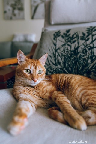 10 Fascinating Facts About Orange Cats You Didn t Know
