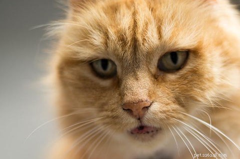10 Fascinating Facts About Orange Cats You Didn t Know