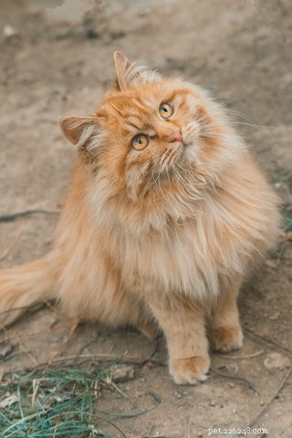 10 Fascinating Facts About Orange Cats You Didn t Know