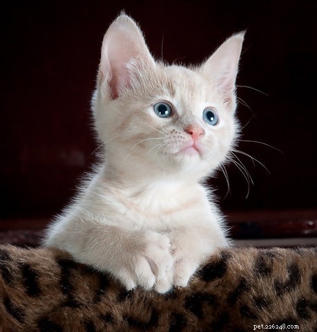 10 Fascinating Facts About Orange Cats You Didn t Know