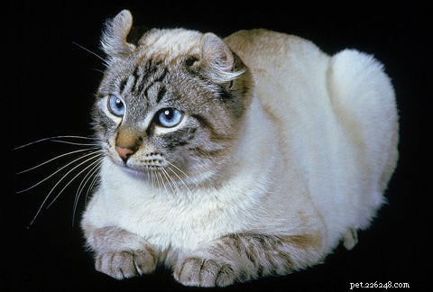 American Curl Cat: Origin, Characteristics, and Care Guide