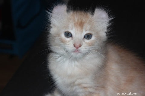 American Curl Cat: Origin, Characteristics, and Care Guide