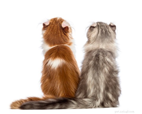American Curl Cat: Origin, Characteristics, and Care Guide