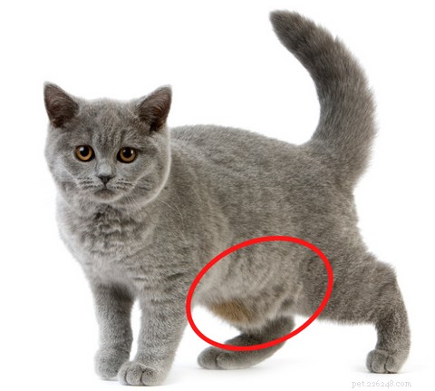 Understanding Cat Bunny Kicks: Causes and How to Respond