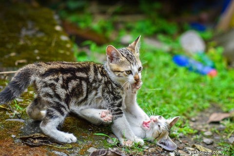 Understanding Cat Bunny Kicks: Causes and How to Respond