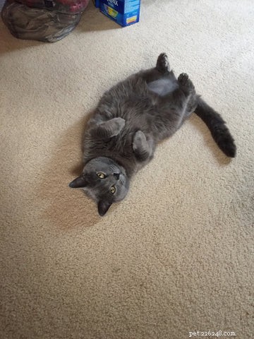 Understanding Cat Bunny Kicks: Causes and How to Respond