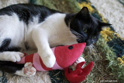 Understanding Cat Bunny Kicks: Causes and How to Respond