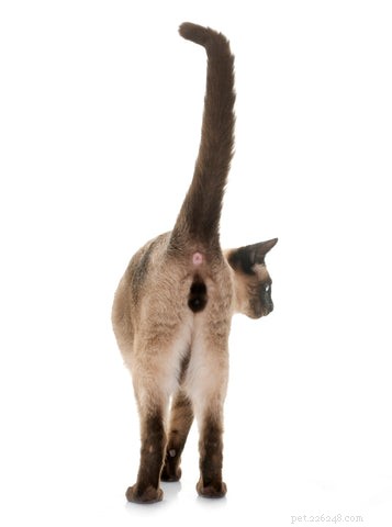 Understanding Why Your Cat Brings Its Rear Close to Your Face