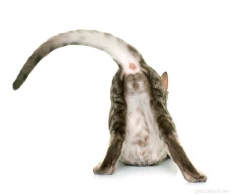 Understanding Why Your Cat Brings Its Rear Close to Your Face
