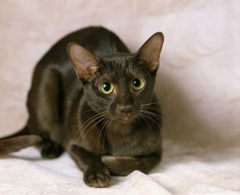 Discover the Rare Havana Brown Cat: A Chocolate-Colored Beauty