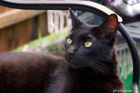 Discover the Rare Havana Brown Cat: A Chocolate-Colored Beauty