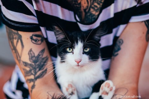 Navigating the 2022 Cat Food Shortage: Expert Tips for Pet Parents
