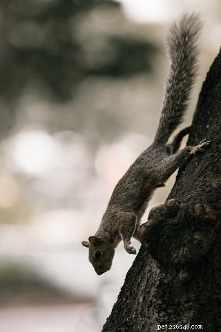 How to Safely Rescue a Cat Stuck in a Tree