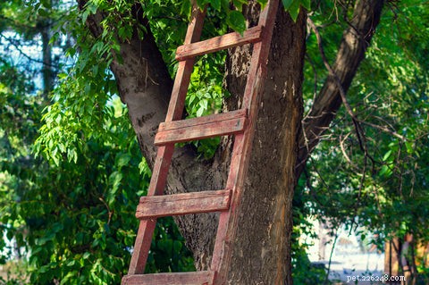 How to Safely Rescue a Cat Stuck in a Tree