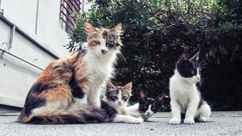 Understanding FIV: What Every Cat Owner Should Know