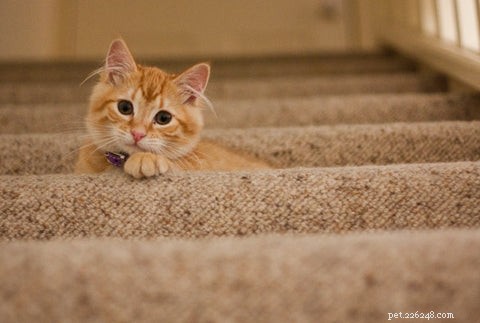 Understanding FIV: What Every Cat Owner Should Know