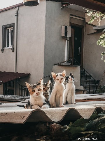 Understanding FIV: What Every Cat Owner Should Know