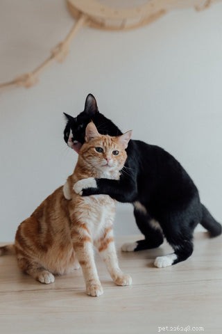 Understanding FIV: What Every Cat Owner Should Know