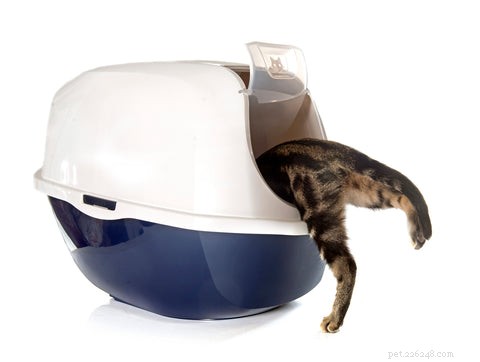 Why Does My Cat Follow Me Into the Bathroom? Understanding Their Curious Behavior
