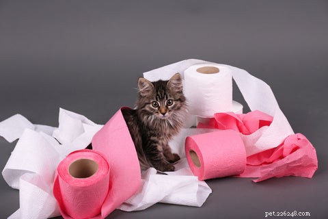 Why Does My Cat Follow Me Into the Bathroom? Understanding Their Curious Behavior
