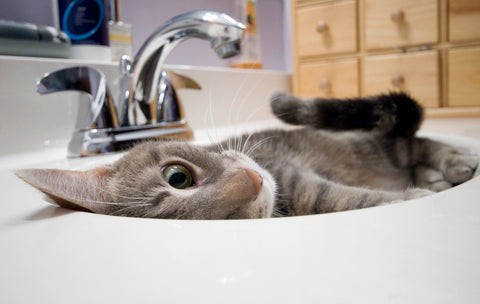 Why Does My Cat Follow Me Into the Bathroom? Understanding Their Curious Behavior