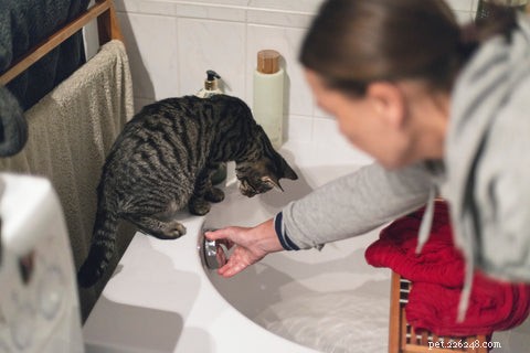 Why Does My Cat Follow Me Into the Bathroom? Understanding Their Curious Behavior