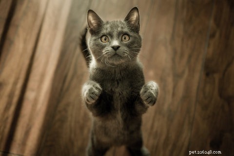 Why Does My Cat Follow Me Into the Bathroom? Understanding Their Curious Behavior