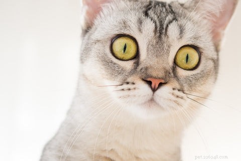 Do Cats Experience Jealousy? Understanding Cat Emotions and Behavior