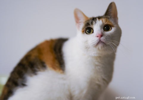 Do Cats Experience Jealousy? Understanding Cat Emotions and Behavior