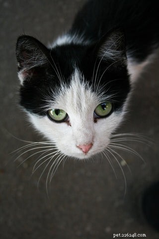 Do Cats Experience Jealousy? Understanding Cat Emotions and Behavior