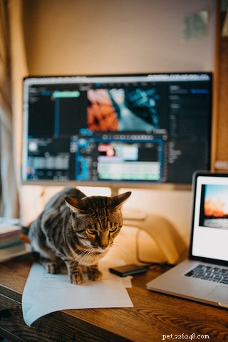 Do Cats Experience Jealousy? Understanding Cat Emotions and Behavior