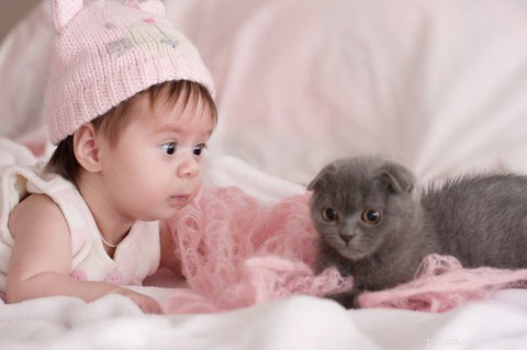 Do Cats Experience Jealousy? Understanding Cat Emotions and Behavior