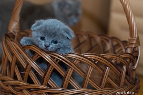 Do Cats Experience Jealousy? Understanding Cat Emotions and Behavior