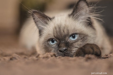 Do Cats Experience Jealousy? Understanding Cat Emotions and Behavior