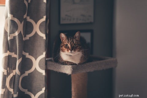 Do Cats Experience Jealousy? Understanding Cat Emotions and Behavior