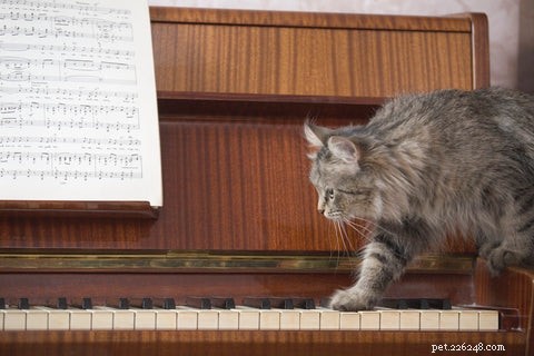 What Cat Sounds Are Loved and Loathed by Owners