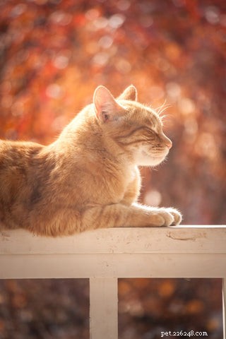 What Cat Sounds Are Loved and Loathed by Owners