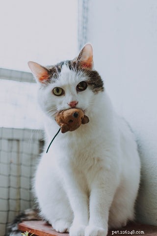 What Cat Sounds Are Loved and Loathed by Owners