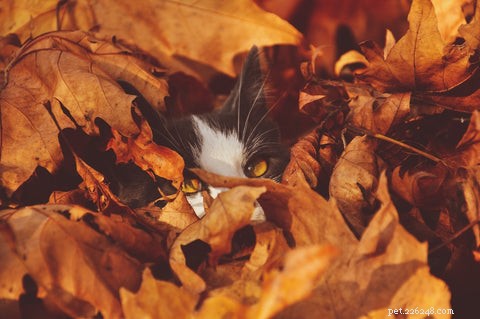What Cat Sounds Are Loved and Loathed by Owners