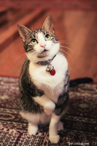 What Cat Sounds Are Loved and Loathed by Owners