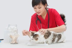 Bathe Your Cat Safely: A Step-by-Step Guide