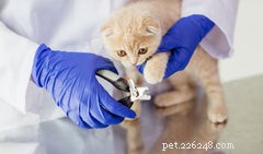 Bathe Your Cat Safely: A Step-by-Step Guide
